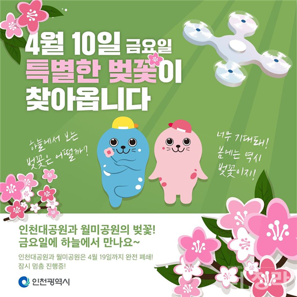 벚꽃 드론영상 안내 포스터(사진=인천시)