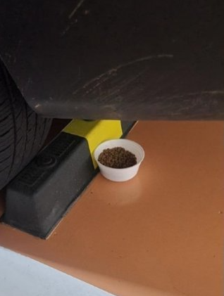 차량 아래 놓인 길고양이 사료 그릇이다. (출처 : 보배드림 사진 캡처)